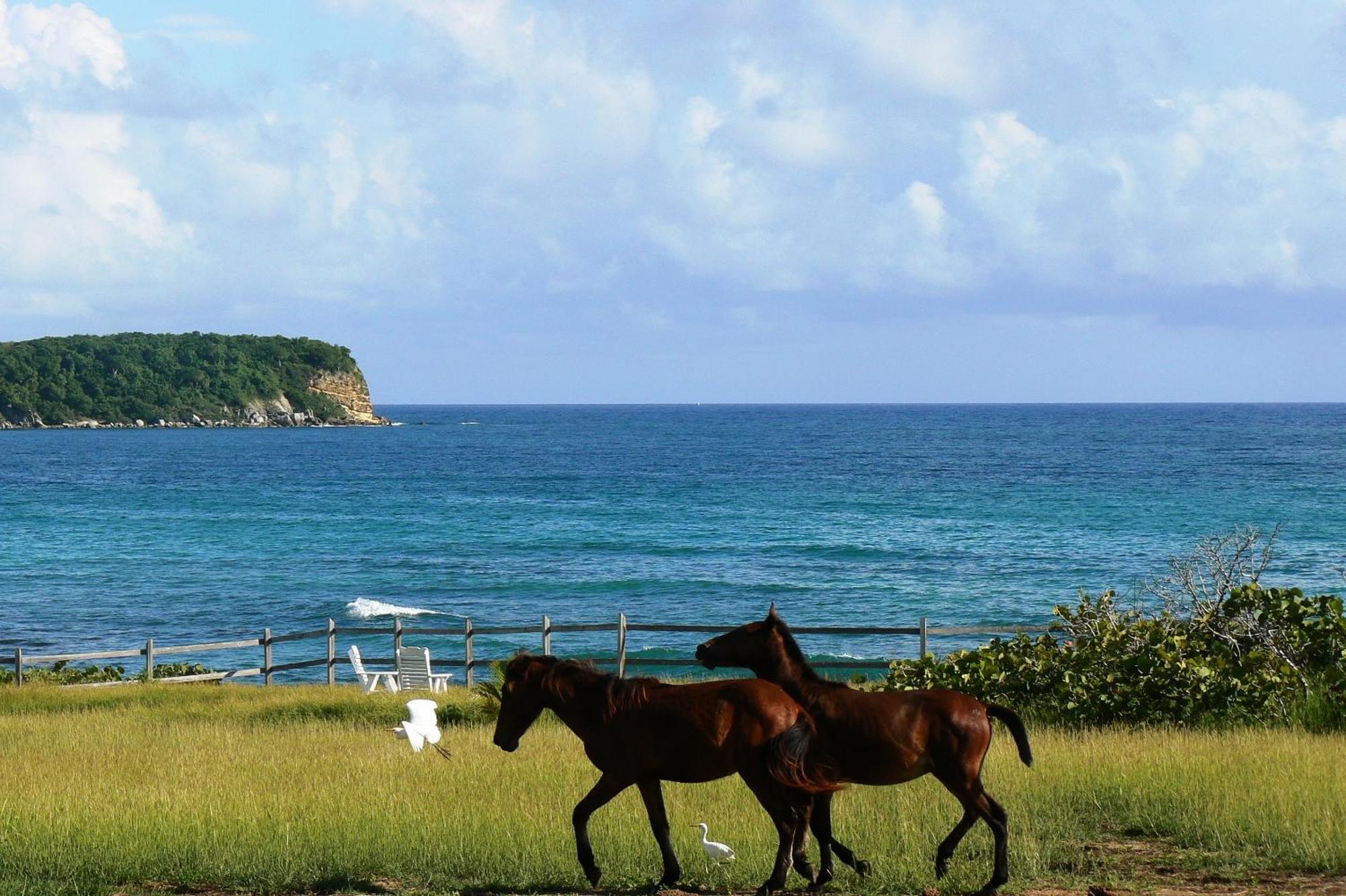 Blue Horizon Boutique Resort (Adults Only) Vieques Exterior foto